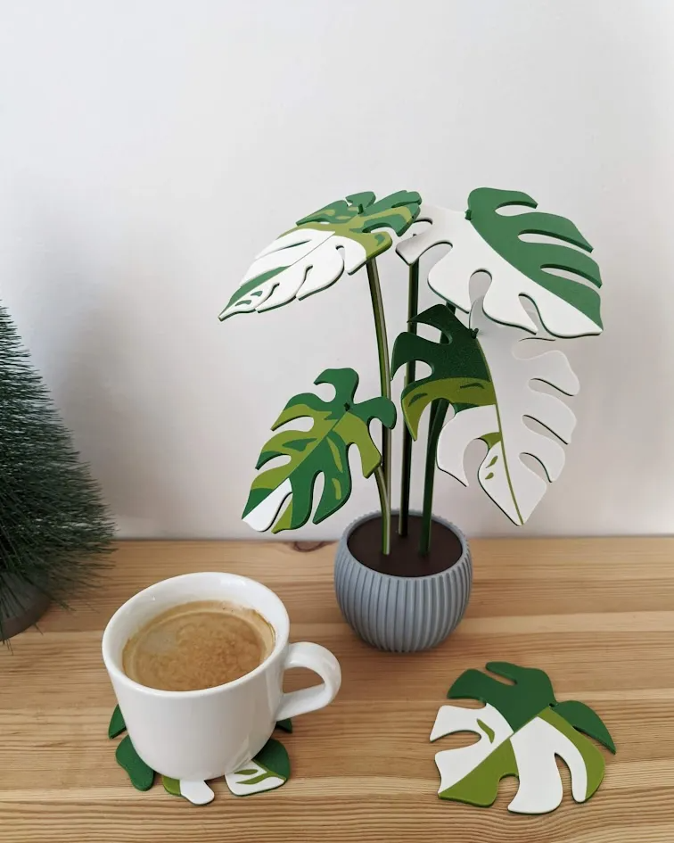 Variegated Monstera Coaster Plant