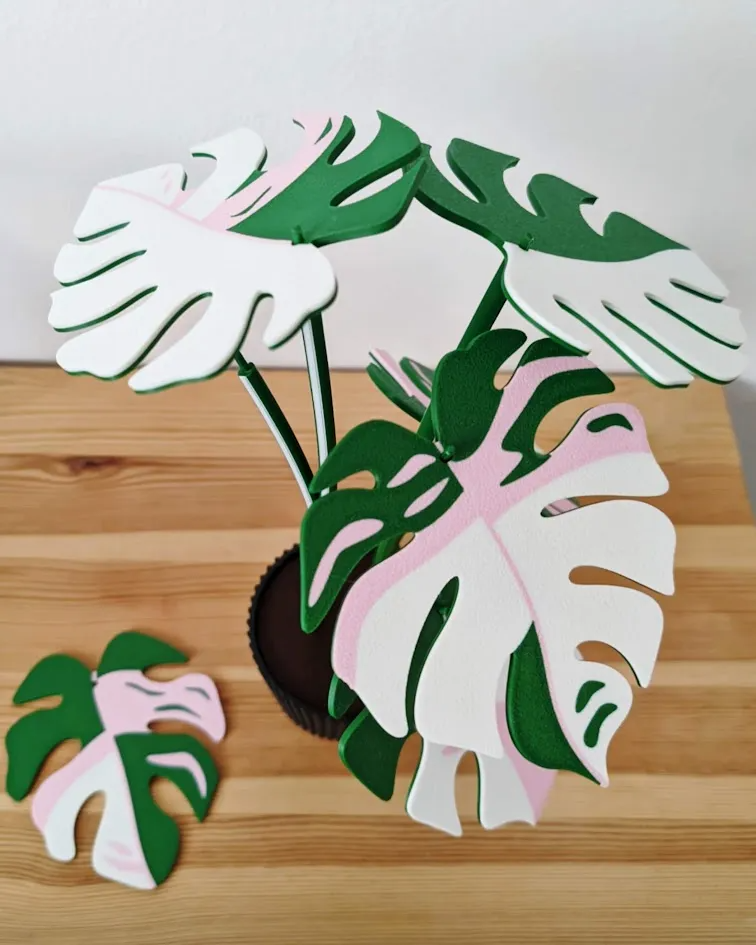 Variegated Monstera Coaster Plant