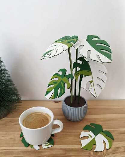 Variegated Monstera Coaster Plant