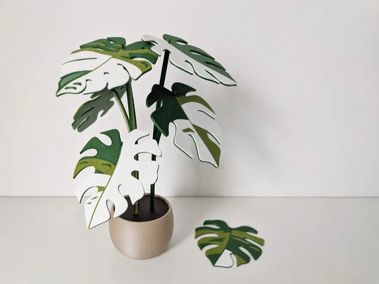 Variegated Monstera Coaster Plant