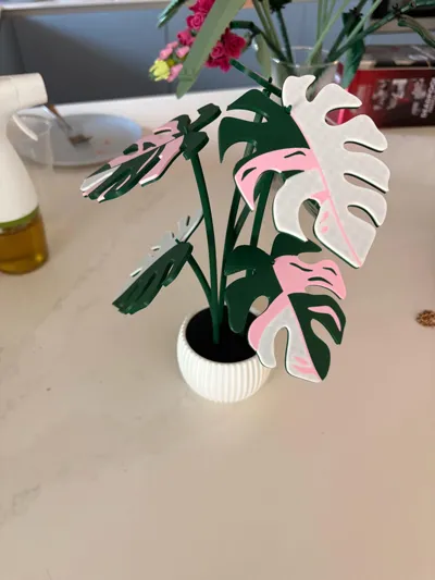 Variegated Monstera Coaster Plant